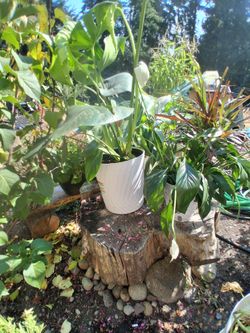 House plants