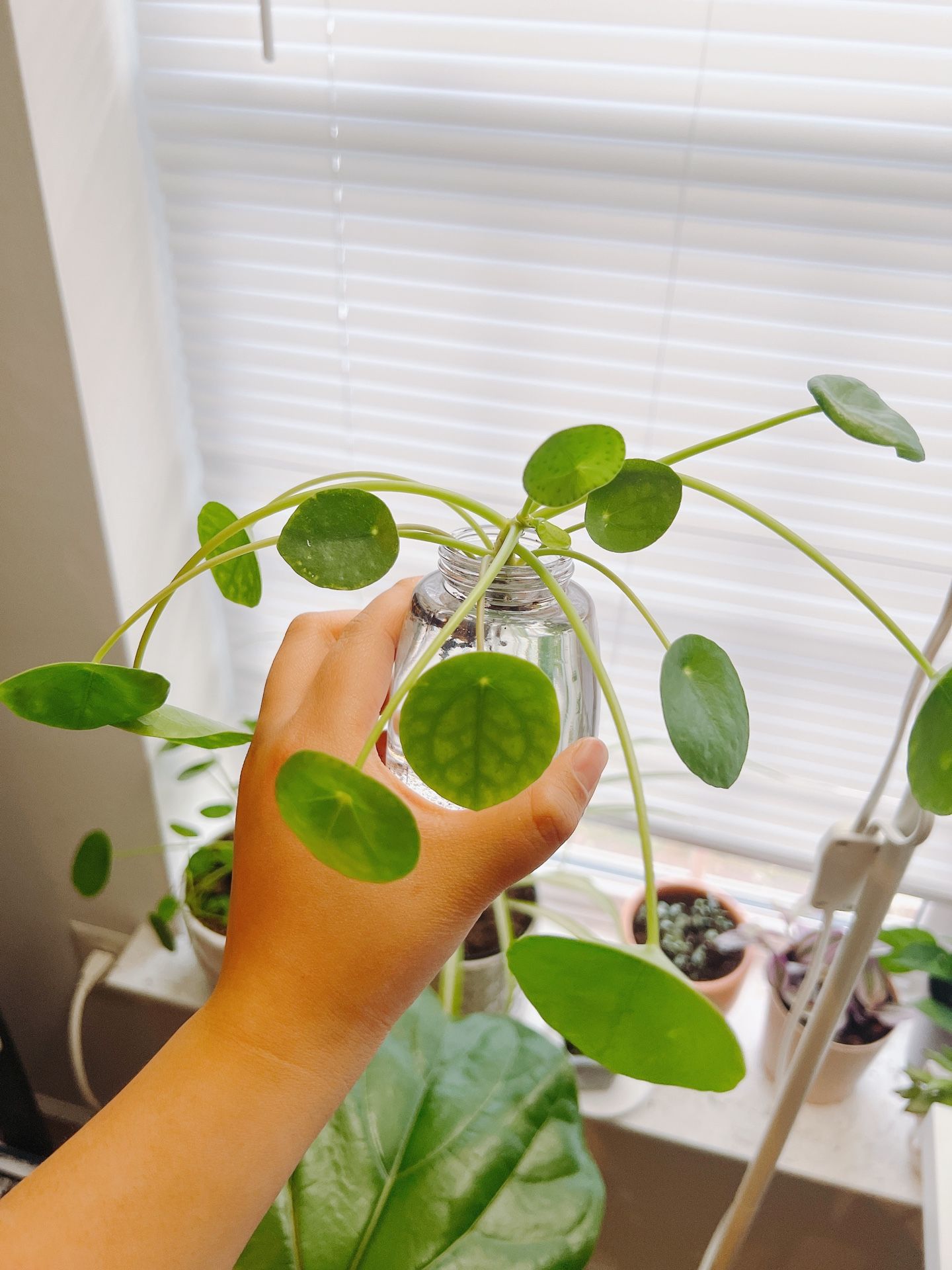 Pilea Peperomioides (Chinese Money Plant)