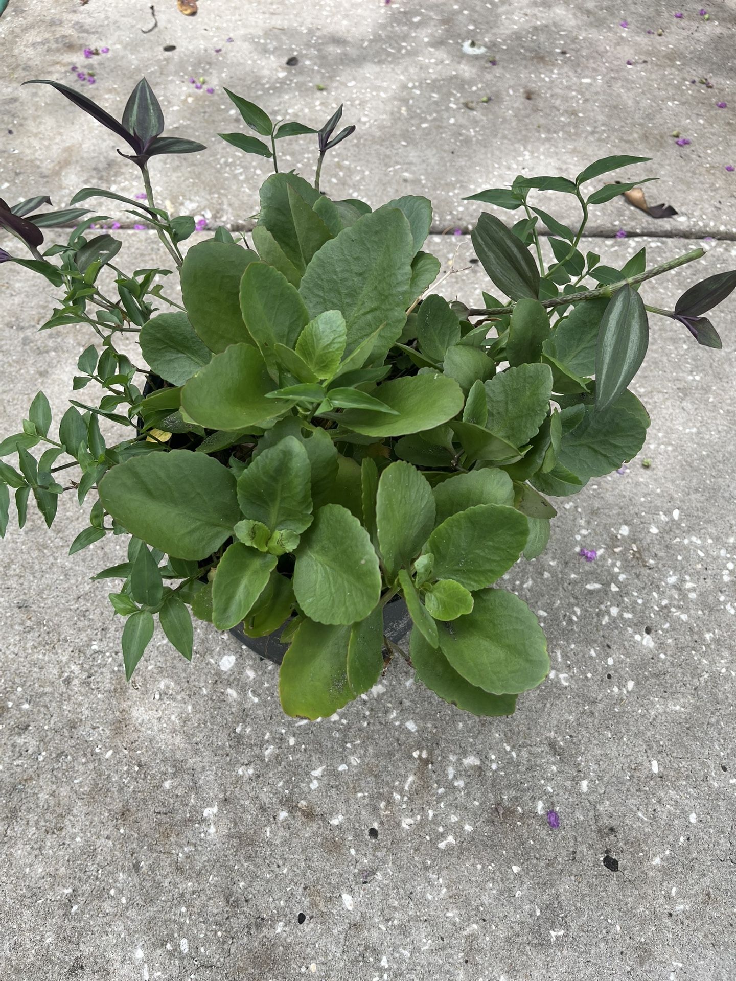 Succulent Plant 