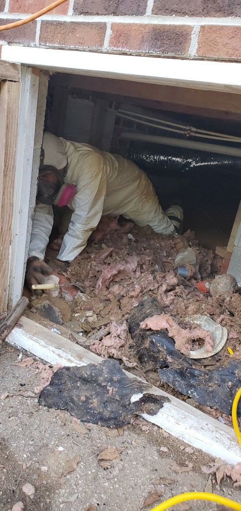 MOLD REMEDIATION TREATMENT
