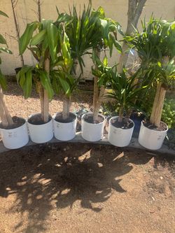 Corn plant (o cornstalk dracaena): plant with a pot 45 dollars each
