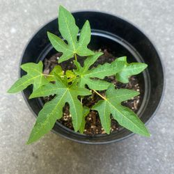 Papaya plant