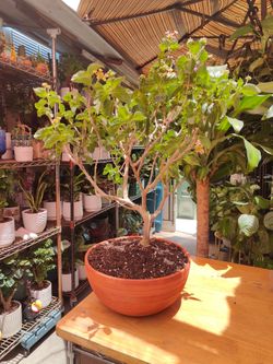 Lantana Bonsai Tree