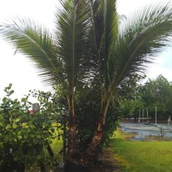 SALE! BEAUTIFUL COCO PALM FOR SALE