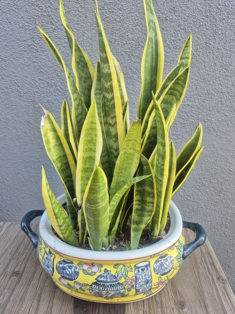Snake Plant In Decorative Vase