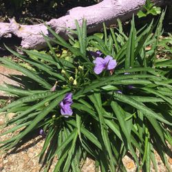 Plants for easy care