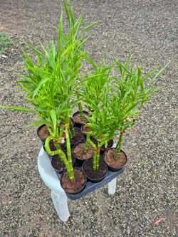 Lucky Bamboo Plants 4" Pot $3 each/ 2 for $25