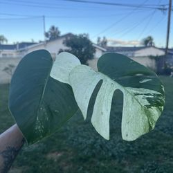 Monstera Jungle Mint 