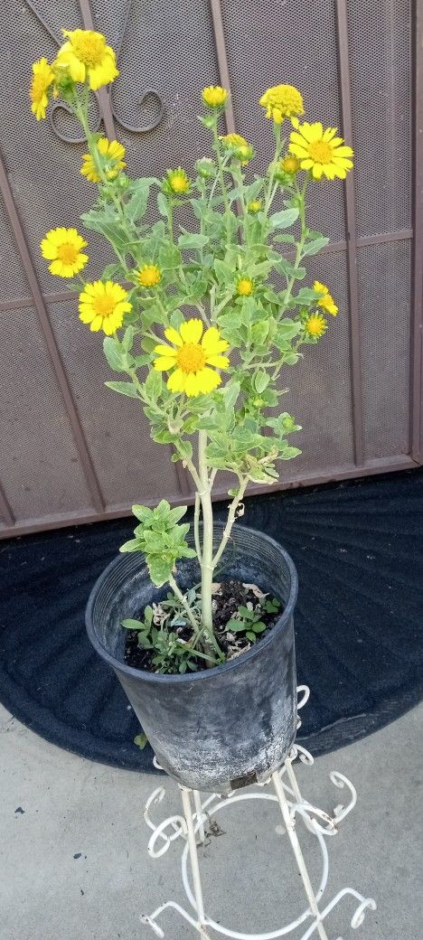 planta de arnica