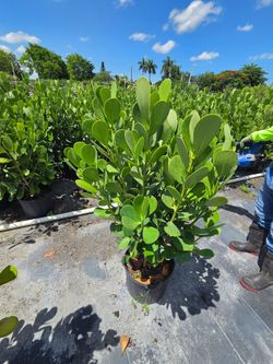 Huge clusias over 4 feet tall instant privacy hedge for fence  sizes available