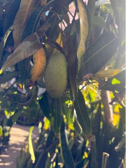 Mango tree