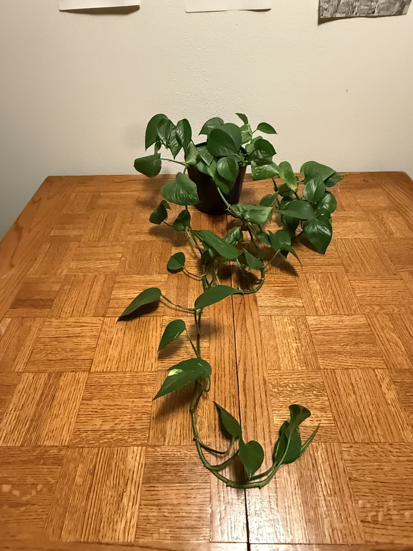 Healthy Pothos Plant