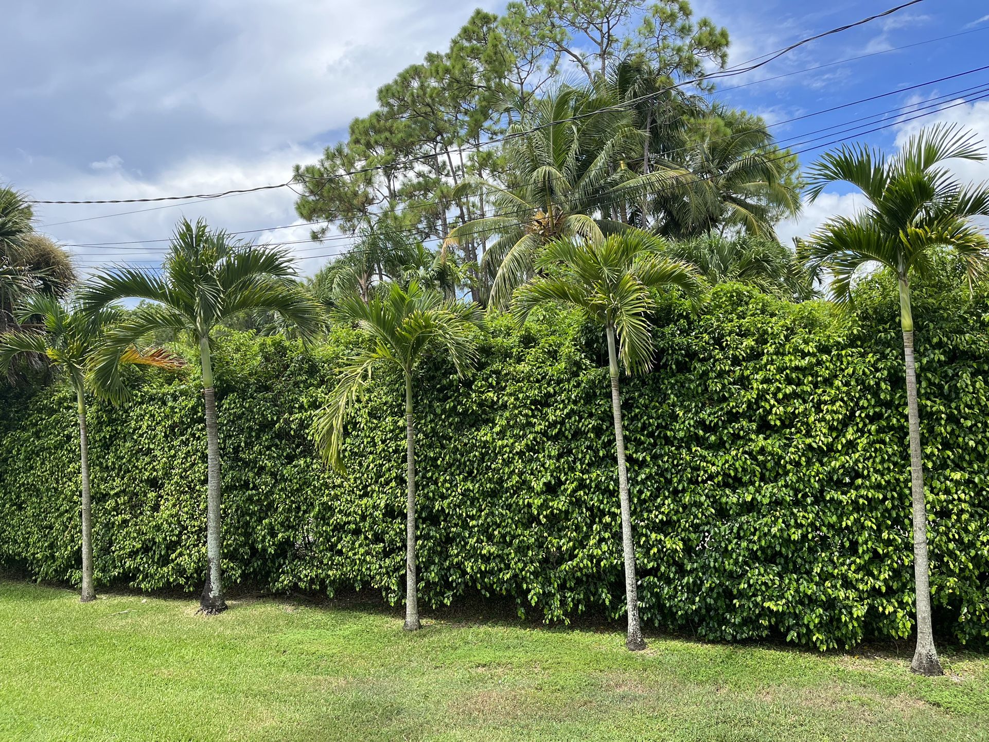Christmas Palms 7 Ft