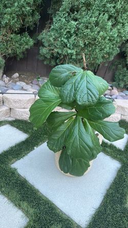 Beautiful plant leaf