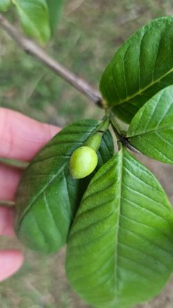 FLOWERING Pink guava fruit  tree in 3 gal pot