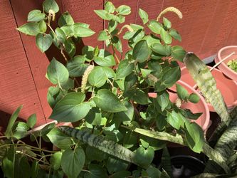 Betel Leaves (paan) Big 