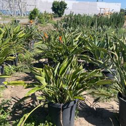 Birds Of Paradise