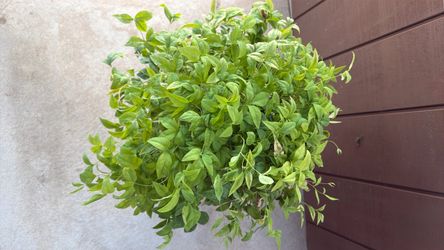 Nandina nana