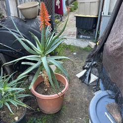 Mature Aloe Vera Plants, 