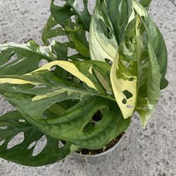 Monstera Adansonii Albo Variegated 