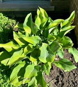 Hosta