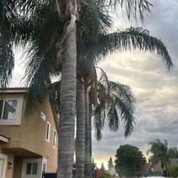 Palms Trimming 