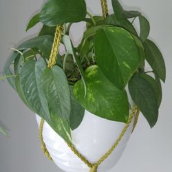 $10 Hanging Pothos Combo
