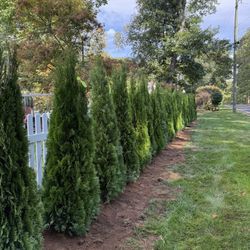 Privacy Tree Sale FREE DELIVERY! Emerald Green & Green Giants 