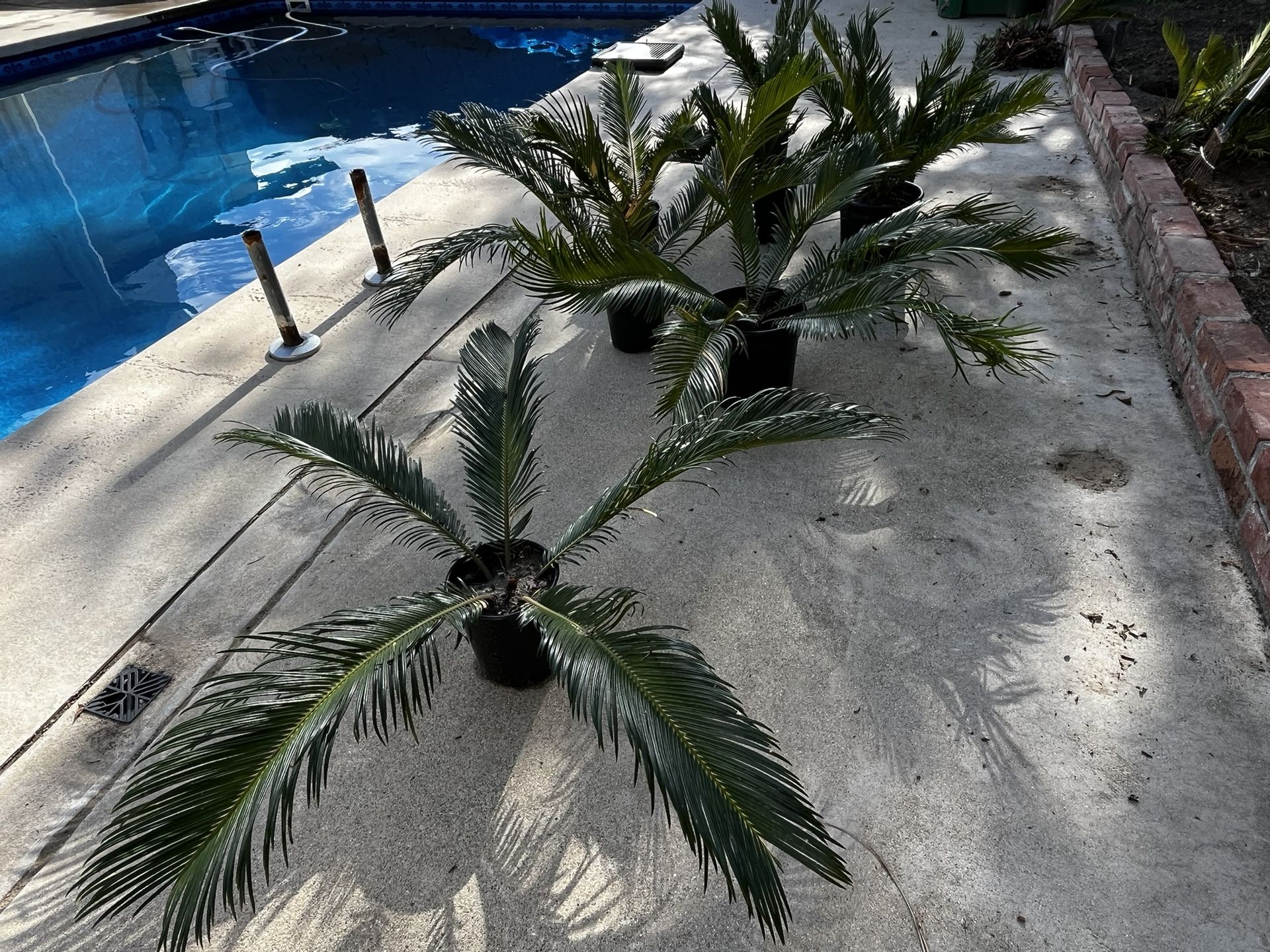 Sago Palms