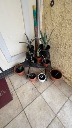 Agave americana var. marginata