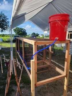 Rabbits cages and quails