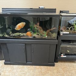 75 Gallon Fish aquarium With Cabinet & Glass Tops