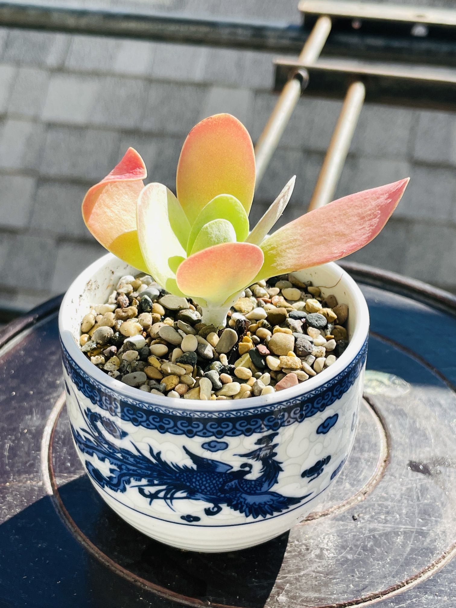 #11. Succulent In china Pot