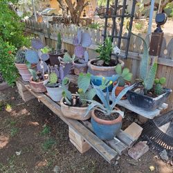 Cacti For Sale