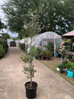 Empire Live Oak Tree