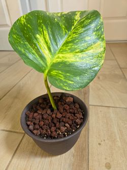 Hawaiian Pothos