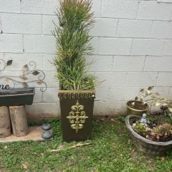 Custom Planter With Firestick Cactus