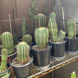 Many Cactus And Succulent, Special Sale Going On, Buy 2 Get 1 Free, Come See What I Have. 
