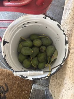 Avocados