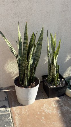 Snake plants