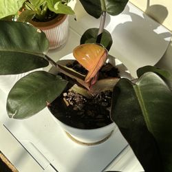 Philodendron Rojo Congo 