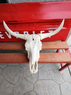 Cow Skull