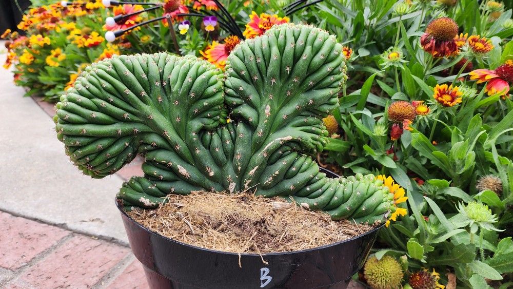 Large Crested Pendro Cactus