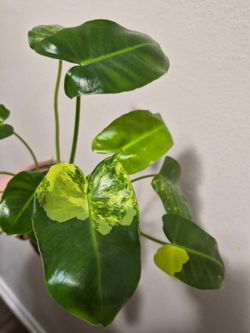MONSTERA / BURLE MARX PHILODENDRON VARIEGATED/ RED CHERRY PHILODENDRON CEBU BLUE POTHOS!!!!! PLANT SALE!!!!!