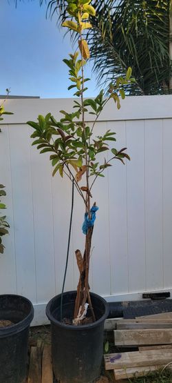 Guava tree