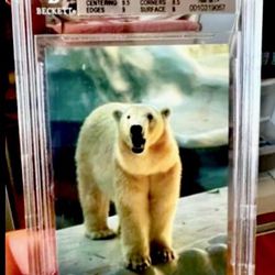 1993 World Famous San Diego Zoo #41 Polar Bear Graded 8.5 NM-MT+ BGS 