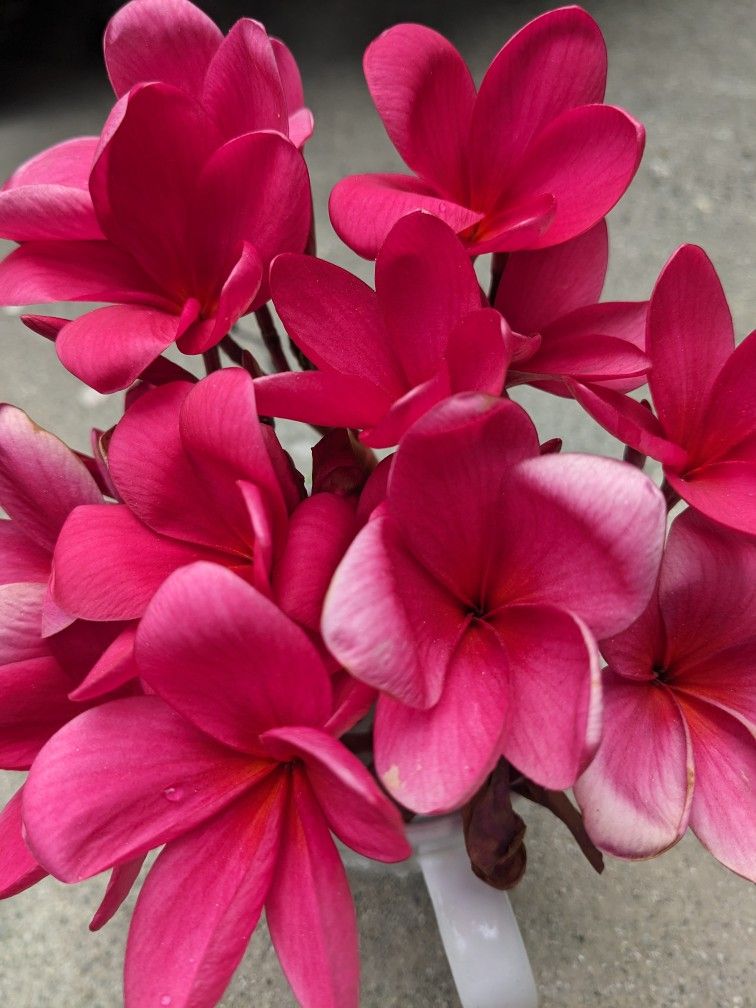 7'-8' Tall Pink Hawaiian Plumaria Plants And Cuttings