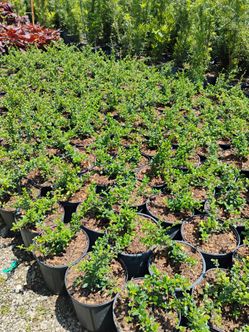 Serissa Hedges on sale now $6