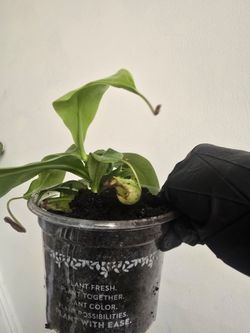 Nepenthes bug catcher St. Gaya Pitcher Plant - carnivorous - Exotic