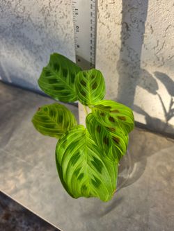 Maranta Fantasy (Light Veins Prayer Plant)